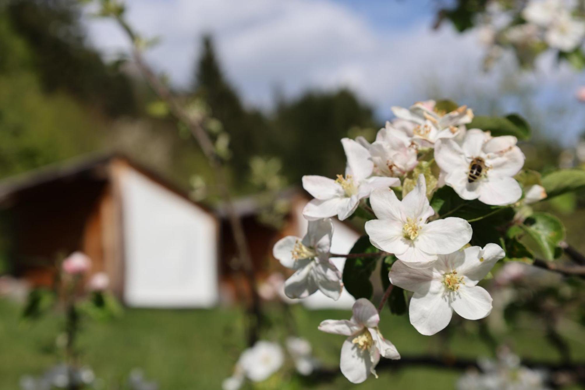 Вилла Mountain View Glamping Довье Экстерьер фото